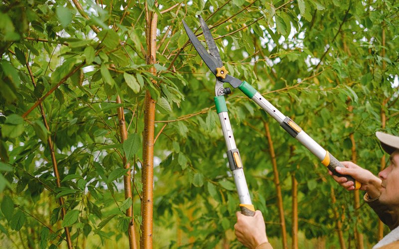 Tree trimming in Watseka, IL